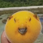 Bob the Pufferfish | MEET…; BOB THE BLOB | image tagged in mango pufferfish | made w/ Imgflip meme maker