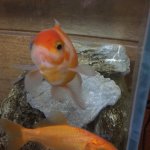 Right Wing Goldfish