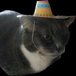 Party cat
