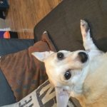 QuantumSpace234’s Dog