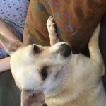 Doggo