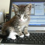 Cat on Keyboard template