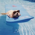 Summertime Dog in the Pool