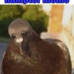 Pigon | a knock off hampter meme | image tagged in pigon | made w/ Imgflip meme maker