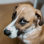 Unfunny Dog