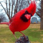 red cardinal bird template