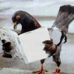 Pigeon Book