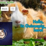 HI PEOPLES | Hello, its Guineapig_Rollin here! | image tagged in guineapig_rollin announcement template | made w/ Imgflip meme maker