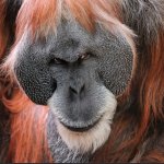 Orangutan-devious