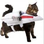 Rocket cat