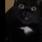 A | WHAT; HOW | image tagged in confused cat | made w/ Imgflip meme maker