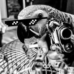 Say it again | SAY IT AGAIN; BITCH | image tagged in paku the thug,say that again i dare you,savage,thug life,parrot,gun | made w/ Imgflip meme maker