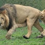 Female lion biting lion