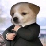 Dog with suit