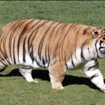 Fat tiger walking