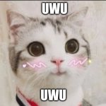 cute cat uwu | UWU; UWU | image tagged in cute cat uwu | made w/ Imgflip meme maker