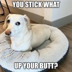 Homophobic dog 2 | YOU STICK WHAT; UP YOUR BUTT? | image tagged in homophobic dog 2 | made w/ Imgflip meme maker