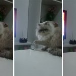 Cat and glass