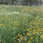 field of flowers