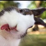 Bunny sticking out tongue 