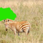 Brown striped zebra meme