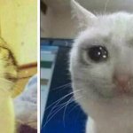 Happy and sad cat Meme Generator - Imgflip