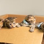 Cats in a Box template