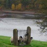 Sheep gate