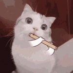 Flute Cat GIF GIF Template