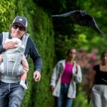 Crow Swooping at Baby