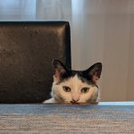 Lurking Cat Meme Generator - Imgflip