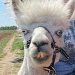 Alpaca