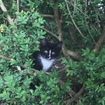 Cat emerging from bush