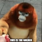 congrats bro | THIS IS THE GOLDEN MONKEY, YOU ARE NOW IMMUNE TO ANY STUPID-A(AA) STUFF THAT YOU HAVE TO UPVOTE, REPOST, ETC OR BAD THINGS WILL HAPPEN. | image tagged in gifs,golden monkey,stop upvote begging | made w/ Imgflip video-to-gif maker