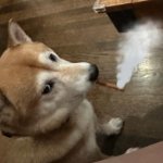 Shiba marihuano