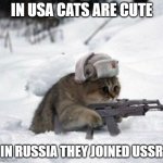 russian cat | IN USA CATS ARE CUTE; IN RUSSIA THEY JOINED USSR | image tagged in russian cat | made w/ Imgflip meme maker
