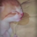 cat snore GIF Template