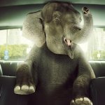 Elephant in car meme