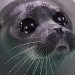 Sad seal