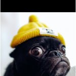 hooman? watcha say? | NOBODY:
DOGS WHENEVER THEY HEAR
THE WORD 'WALK': | image tagged in wide-eye pug,hilarious memes,memes,funny,dogs,pug | made w/ Imgflip meme maker