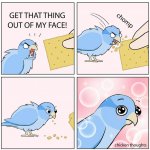 Bird eating cracker meme