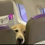 SMILING DOG ON PLANE