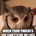 use this template more | WHEN YOUR PARENTS SAY CAN'T STAY UP LATE | image tagged in gifs,angry owl | made w/ Imgflip video-to-gif maker
