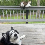 dog giving a side eye to a cat