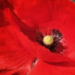 Red poppy