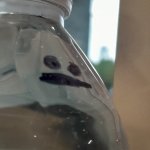 Water Bottle- Thinking abt life meme