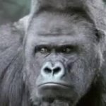 Gorilla Thinking Monger Monkey GIF Template