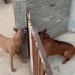 dogs barking behind fence GIF Template