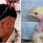 Cluck meme