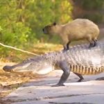 Capybara on crocodile